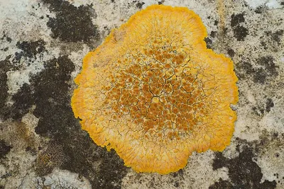 Variospora aurantia