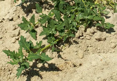 Oxybasis glauca