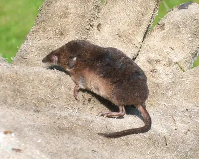 Common shrew