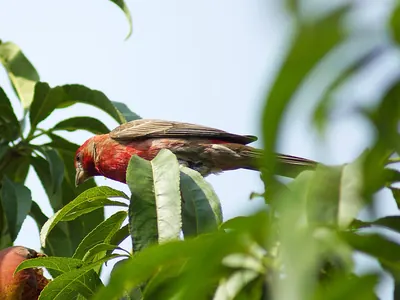 Mexican rosefinch