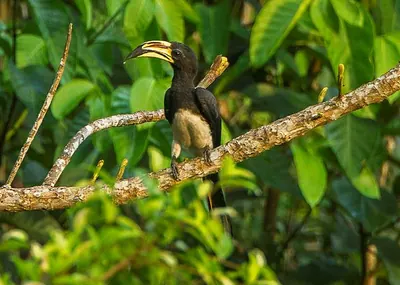 Congo Pied Hornbill