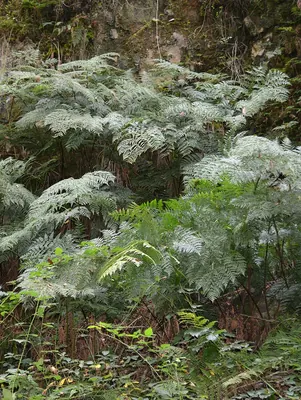 Woolly Tree Fern