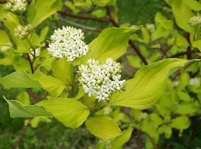 Siberian Dogwood