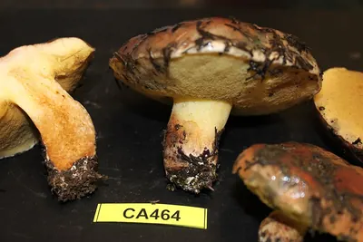 Suillus quiescens