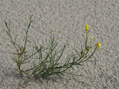 Linaria loeselii