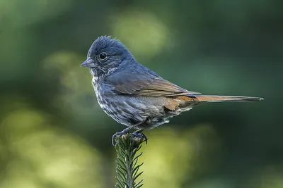 Slate-colored Fox Sparrow