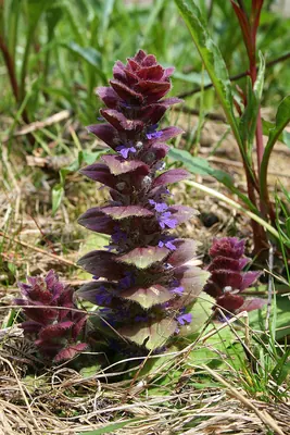 Pyramidal Bugle