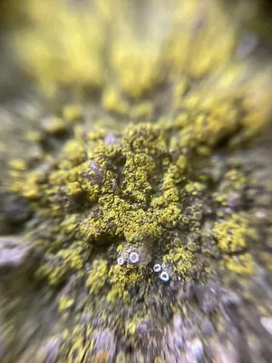 Flavoplaca flavocitrina