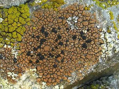 Lecidea lichen
