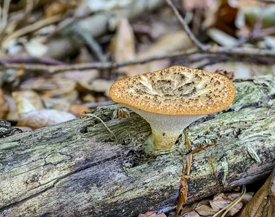 Polyporus tuberaster