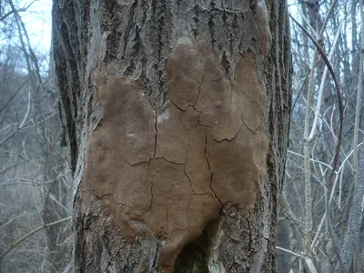 Fomitiporia punctata
