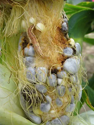 Mycosarcoma maydis