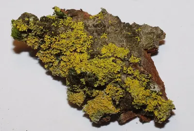 Lemon lichen