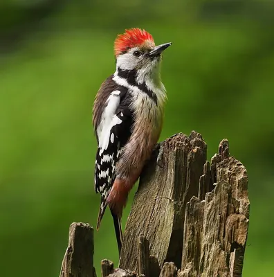 Middle Spotted Woodpecker