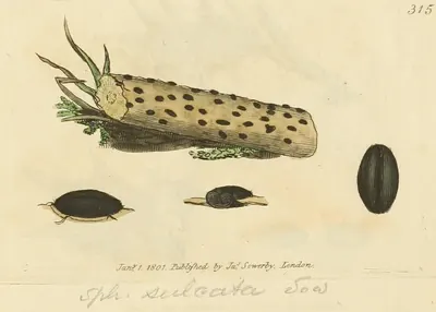 Hysterographium fraxini