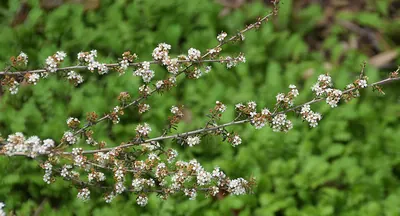 Kunzea tenuicaulis