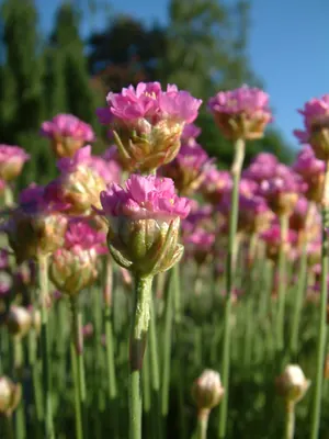 Thrift seapink