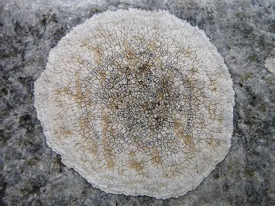Circinaria calcarea