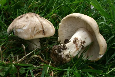 Calocybe gambosa