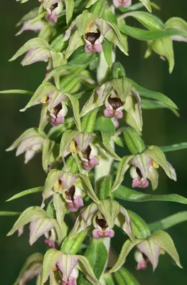 Broad-leaved Helleborine