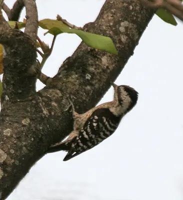 Grey-capped Woodpecker