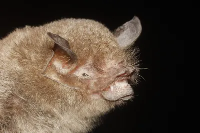 Mesoamerican common mustached bat