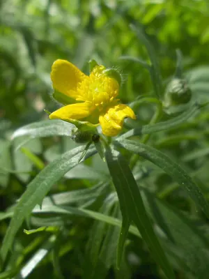 Goldilocks Buttercup