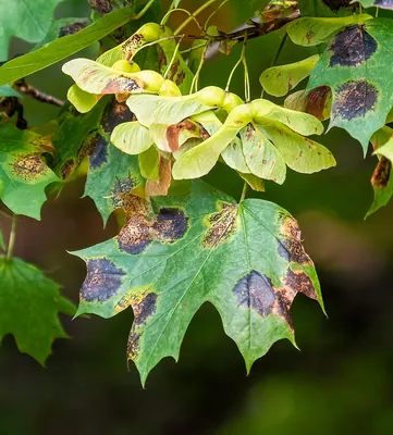 Rhytisma acerinum