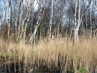Brown Birch