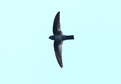 Grey-rumped Swiftlet