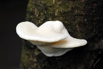 Trametes suaveolens