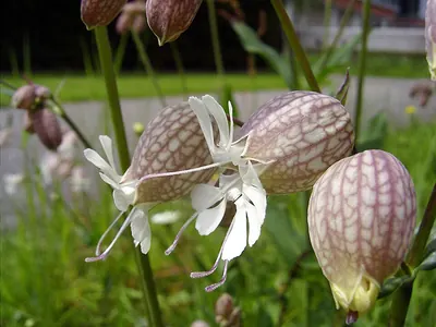 Bladder campion