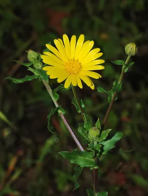 Field marigold