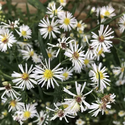 White panicle aster
