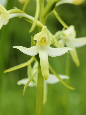 Lesser butterfly-orchid