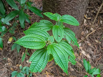 Miconia crenata