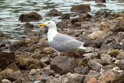 Yellow-legged Gull