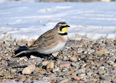 Horned Lark