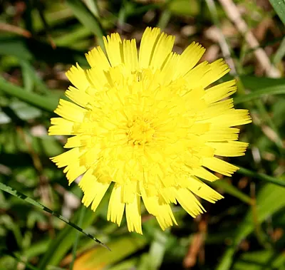 Pilosella officinarum