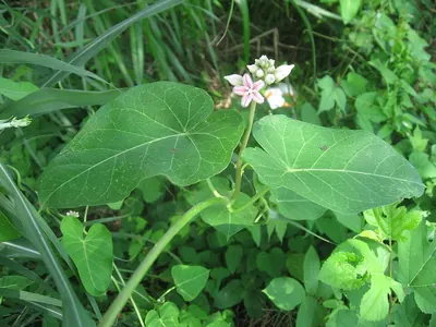 Cynanchum rostellatum
