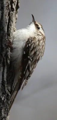 American Treecreeper