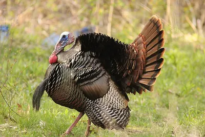 Wild Turkey