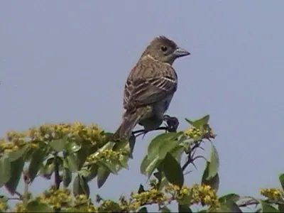 Black-headed bunting