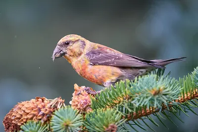 Common crossbill