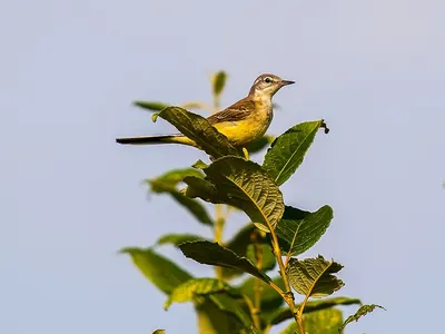 Western Yellow Wagtail
