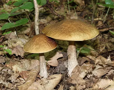 Leccinellum pseudoscabrum