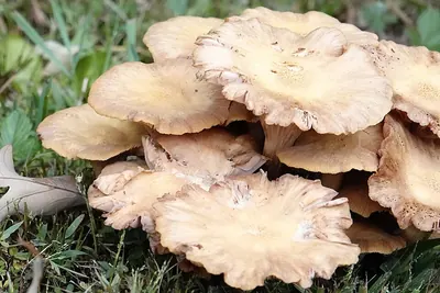 Desarmillaria tabescens