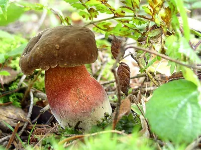 Neoboletus erythropus