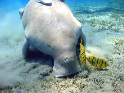 Sea Cow