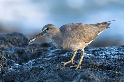 Wandering Tattler